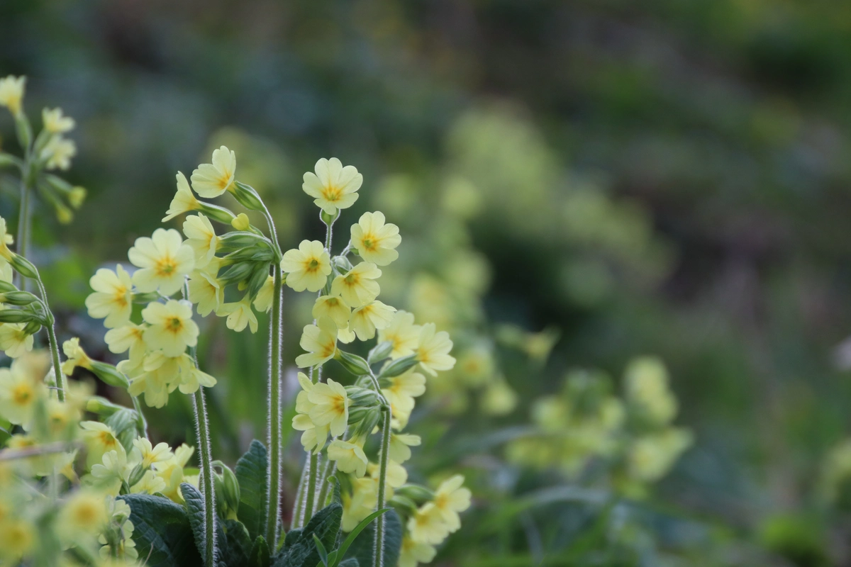Investujeme do&nbsp;ochrany a&nbsp;obnovy přírody